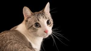 an image of a cat